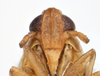 Head on Delphacodes scolochloa Cronin & Wilson, 2007: (Observation).