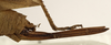 Bucrates capitatus (De Geer, 1773): female ovipositor (possibly a type). (Otu).