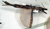 CollectionObject 1558513; d36ada88-4b3b-4752-942b-3d502a9a3b5d: copyright NMW. male (paralectotype). (CollectionObject).;CollectionObject 1558514; 57bea4d3-80ae-4bac-9332-4dbee3fd5972: copyright NMW. male (paralectotype). (CollectionObject).