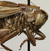 CollectionObject 1521791; be9bb65d-1fe3-4a66-be1a-e7520294fbb0: male pronotum, lateral view (paratype). (CollectionObject).