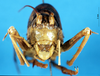 CollectionObject 1537525; 5a347a9b-7b36-4ba0-a6df-cf0b718ebd22: male, frontal view (holotype). (CollectionObject).