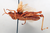 CollectionObject 1572735; d1d73497-b90e-4322-91f0-217db593317a: male, lateral view (paratype). (CollectionObject).
