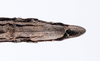 CollectionObject 1560433; 8f504723-d8f8-4d37-b855-5841d775d064: copyright ZMUH, Hamburg. female: end of abdomen, ventral view of synonym Parapygirhynchus catenatus (lectotype). (CollectionObject).