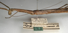 CollectionObject 1561913; NMW 1102', c9dead18-e880-4ef9-b194-999df353954e: copyright NMW, Vienna. female: head and thorax, lateral view (syntype). (CollectionObject).