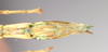 CollectionObject 1562019; NHMUK(SF IMPORT DUPLICATE) 844844, 48b06cf1-4d91-494c-a64e-c91800130356: copyright Natural History Museum, London. female: end of abdomen, ventral view of synonym Sipyloidea peelensis (paratype). (CollectionObject).