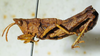 CollectionObject 1498704; 3bf993fa-f4d9-4590-a71f-ebb83badc3be: male, lateral view. (CollectionObject).