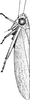 Habitus, lateral view: !! display not done !! on Empoasca (Empoasca) fabae (Harris, 1841): Habitus, lateral view. (Observation).
