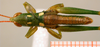 CollectionObject 1537804; c86f154b-a5a0-497a-af16-e74883ec53d4: male habitus dorsal view (paratype). (CollectionObject).