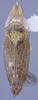 Habitus, dorsal view: !! display not done !! on Scaphytopius n.sp.MX3: Scaphytopius Ball, 1931: INHS. (Observation).