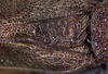 CollectionObject 1531920; NMW 24532, 86765731-e54b-479d-92bd-42627474fe07: male stridulatory apparatus (holotype). (CollectionObject).