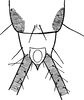 Nymph: (Observation).