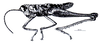 Scirtopaon dorsatus Descamps & Rowell, 1984: Fig. 20. male habitus. (Otu).