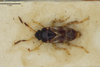 Diniella insignis Distant, 1918 now Diniella glabrata (Stål, 1874): Diniella insignis. Holotype-dorsal habitus. (BMNH) - (CC BY-NC 4.0) Photo by Stuart Cole, reproduced with permission from the Natural History Museum, London, UK. (Otu).
