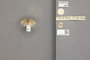 Other on Eurocalia guianae (Walker, 1851): (Observation).