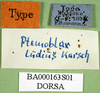 CollectionObject 1501532; c51b7534-0115-4b9e-93ca-c6855898267e, DORSA BA000163S01: labels (holotype). (CollectionObject).