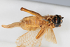 CollectionObject 1505571; b60adc6f-c0f9-4213-8d9c-0cf67bc8d262: female, ventral view (holotype). (CollectionObject).