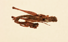 CollectionObject 2077013; 5f2aac4d-8ae5-4af1-a9a8-cf7fbb963a26, NHMUK016032819: male and female, dorsal view (syntypes). (CollectionObject).