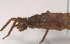 CollectionObject 1562258; NHMUK(SF IMPORT DUPLICATE) 845221, 2e85e0dc-ef62-418e-a5ea-79a2710ee2e8: copyright Natural History Museum, London. female: head and thorax, lateral view (holotype). (CollectionObject).