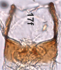 Anal tube processes on Bretega quinispiverpa Stiller, 2017: Anal tube process, dorsal view (from Grahamstown). (Observation).