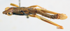 CollectionObject 1506163; d777ae79-e2a7-43b4-b4a3-cbda622ff4b8: male, dorsal view (holotype). (CollectionObject).