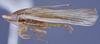 Habitus, lateral view: (Observation).;Habitus, lateral view: (Observation).