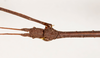 CollectionObject 1560457; 0ef1e3fc-0331-4f73-8d9e-cc8eb137cab9: copyright NMW, Vienna. male: head & part thorax, dorsal view (holotype). (CollectionObject).