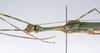CollectionObject 1560619; b5e675b7-dd20-488b-8cd6-fb9217eaae48: copyright ZMUH, Hamburg. female: head & thorax, ventral view (holotype). (CollectionObject).