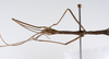 CollectionObject 1559866; c2cb55f4-bec6-4fa6-b676-c300a3afacc1: copyright ZMUH, Hamburg. male: head & thorax, lateral view (holotype). (CollectionObject).