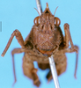 CollectionObject 1505176; e376b45a-b130-4429-bebb-69df6007fac7: female, frontal view (allotype). (CollectionObject).