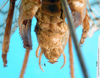 CollectionObject 1578131; 86317484-1fdc-45b0-93b6-4721746eac64: male abdomen tip. (CollectionObject).