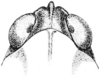 Tettigidea empedonepia Hubbell, 1937: Fig. 173. female, head, dorsal view. (Otu).