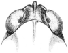 Fig. 173. female, head, dorsal view. Depicts Tettigidea empedonepia Hubbell, 1937, an Otu.