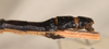 CollectionObject 1594952; f15283ee-bda5-4f1e-9e00-9ea99600301a: copyright OUMNH. male: end of abdomen, lateral view (paralectotype). (CollectionObject).