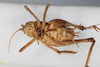 CollectionObject 1505596; 12a843f1-b3c7-4b55-80ef-1855a08ffb82: Male, ventral view (syntype). (CollectionObject).