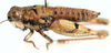 Brownacris karruensis Brown, 1972: female, lateral view. (Otu).