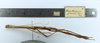 CollectionObject 1557614; b51ec054-4286-4bcc-ac1b-b1b8dbf5fb60: copyright MZUSP. female Canuleius grandis, lateral view (lectotype). (CollectionObject).