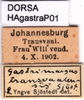 CollectionObject 1507273; 429665a1-5b58-4d45-8b71-9d6e87f7b206: labels (paratype of Gastrimargus transvaalensis). (CollectionObject).