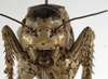 CollectionObject 1529600; dc55f4e9-3490-485d-aa4a-b2bd268c78de: female, frontal view (holotype). (CollectionObject).
