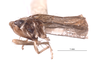 Habitus, lateral view on Empoascanara (Empoascanara) peregrina Dworakowska, 1980: (Observation).