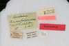 CollectionObject 2188542; f6e6e918-ada5-4a40-8637-3417abaf1e6e: Male, labels (syntype). (CollectionObject).