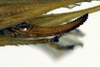 CollectionObject 1500363; f7d0ae29-93ad-4026-a79c-d05ce38bbefa, DORSA BTxipaliHTF: ovipositor (holotype). (CollectionObject).