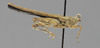 CollectionObject 1523117; 861847a3-055b-4b6a-b6cd-fd117f9f8db2: male, lateral view (holotype). (CollectionObject).