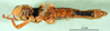 CollectionObject 1502331; 5f82bbe9-3ade-4cc2-97a9-226be95ca605, DORSA BA000337S01: female, ventral view (lectoallotype). (CollectionObject).