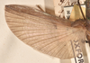 CollectionObject 1560849; 4101d71e-1523-4797-8024-8c5ff66e4919: copyright OUMNH. male wings (holotype). (CollectionObject).