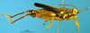 CollectionObject 1521417; 9f4a90db-55c1-423b-8976-a424de8471ac: male, lateral view (holotype). (CollectionObject).