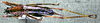 CollectionObject 1503225; MBBJ 3224802, 6d78c3ac-15e9-4c95-a63b-bedf9a66307f: female habitus dorsal view. (CollectionObject).