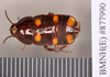 Neostylopyga sexpustulata (Walker, 1871): Holotype, unsexed, dorsal. BMNH(E)#877990. (Otu).