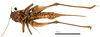 CollectionObject 1575326; 0bba0b0d-56b4-43b9-a80e-11cde05ff138: female, ventral view (syntype). (CollectionObject).