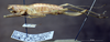 CollectionObject 1529070; ZIN 3224772, cd51afe5-e459-4889-a818-f9d30449358e: female, lateral view (paratype). (CollectionObject).