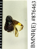 Holocompsa tolteca Saussure & Zehntner, 1894: Copyright Natural History Museum, London. Holotype (adult female) in BM(NH). Dorsal view. (Otu).